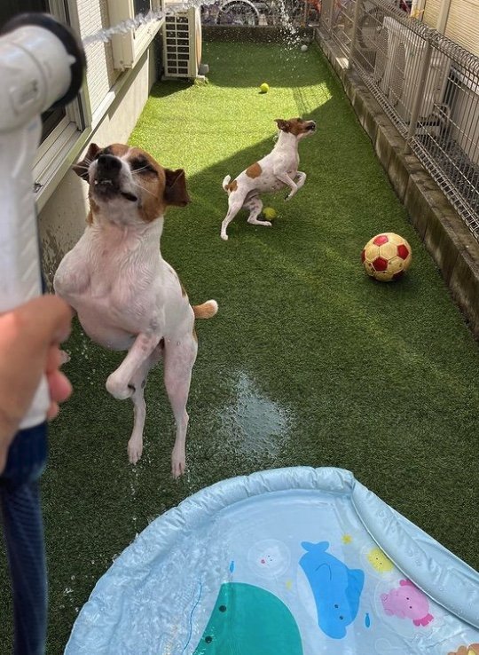 提供：あずもなさん