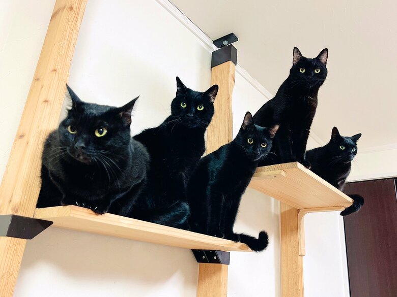 提供：猫野四季＊さん