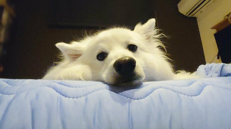 包まれる前はベッドでくつろいでいたという