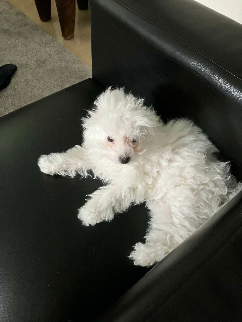 犬にも寝起きの顔がある（提供：白く、柔らかな犬さん）