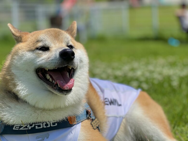 提供：柴リアンハスキーもちごめ兄弟さん