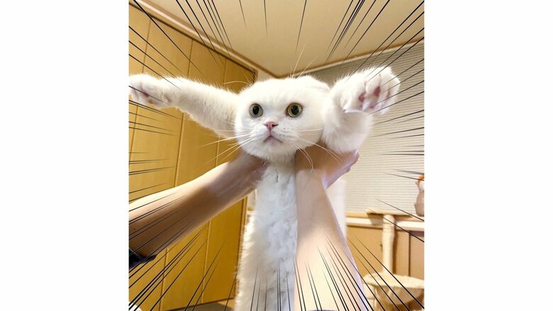 ぱっちりおめめ