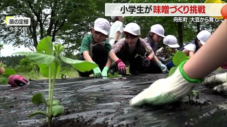 学校の畑の大豆を収穫（9月）