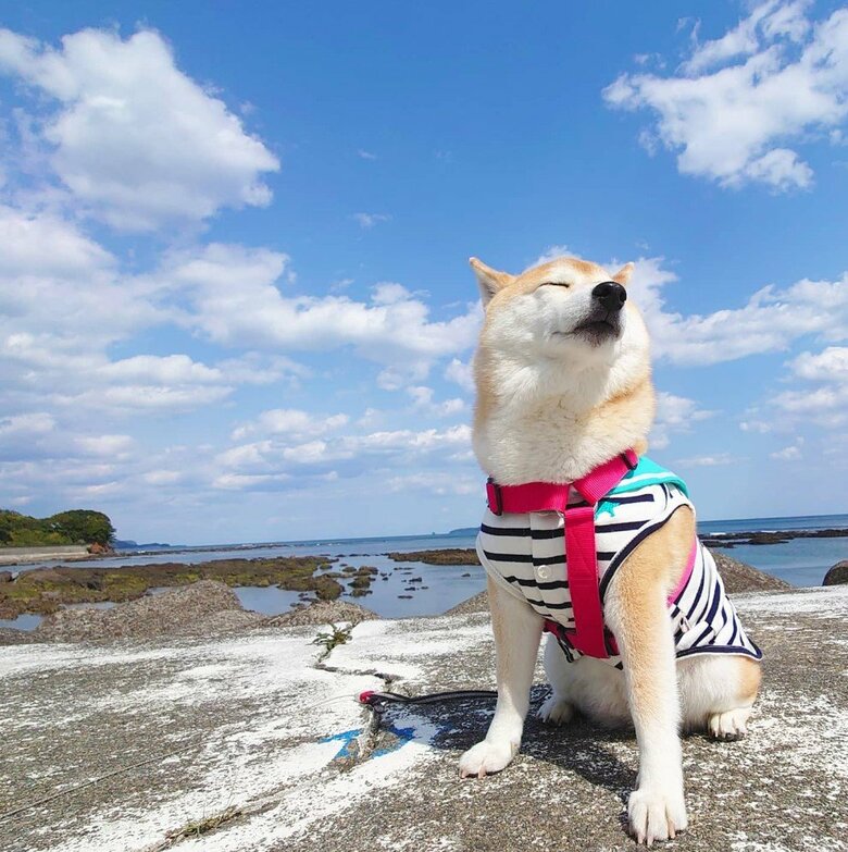 提供：柴犬チャーミーさん