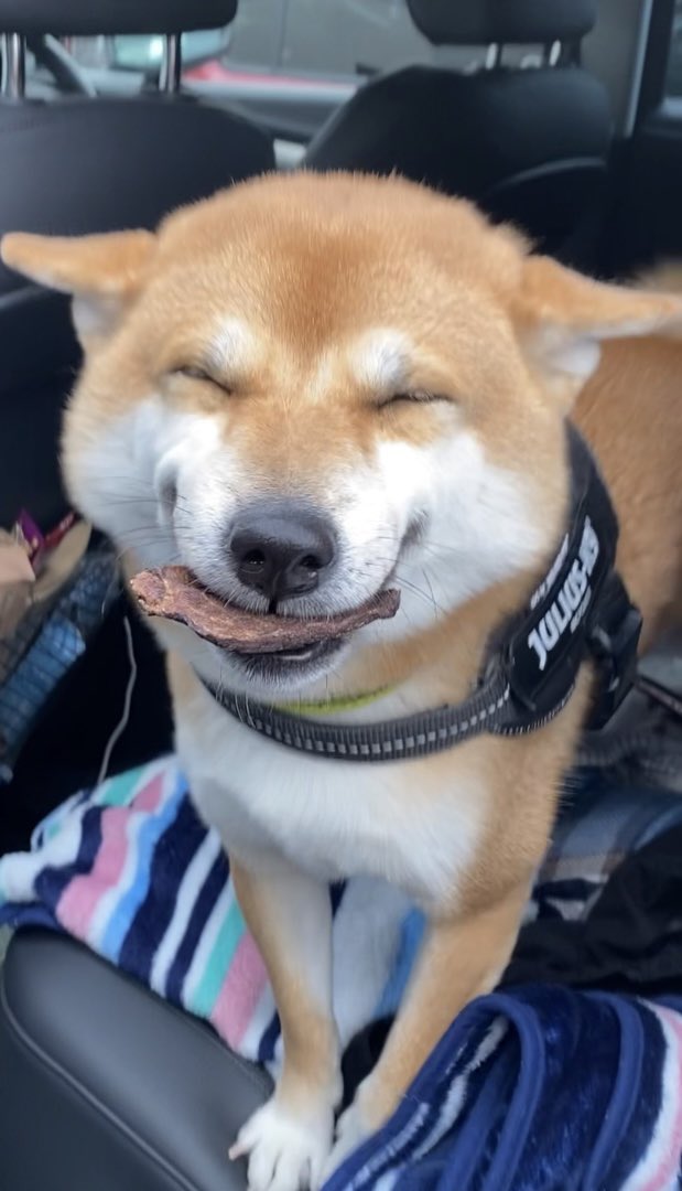 提供：柴犬 雷吾さん