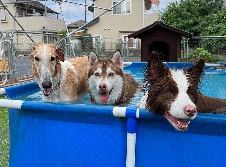 プールに入る3頭（左からマデラちゃん、ウノちゃん、ベルくん）