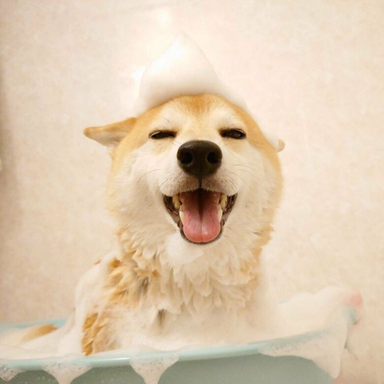 提供：柴犬チャーミーさん