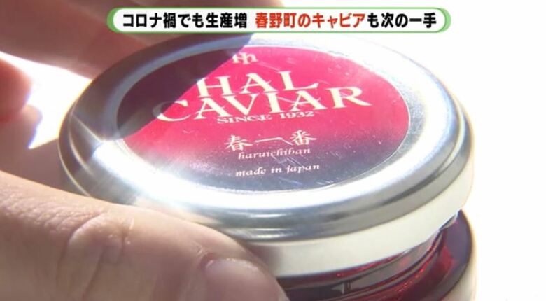 「ハルキャビア」は飲食店向けに販売