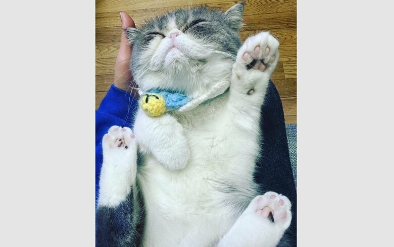 ぺちゃ丸くんの写真を載せて、協力を呼び掛けた