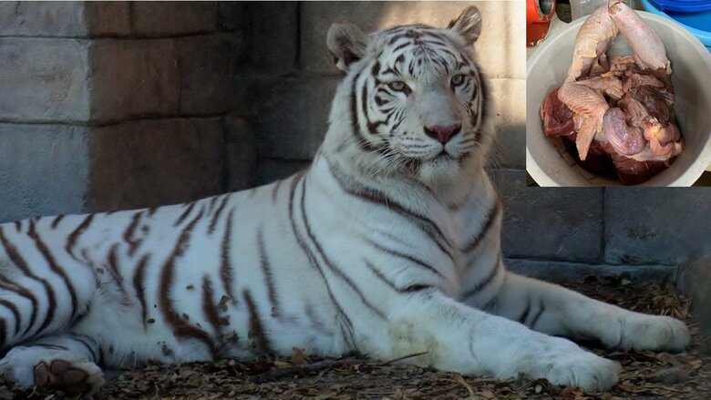 ホワイトタイガーの餌は骨付きの鶏肉！「バキバキ」という音はこれだった（画像提供：東武動物公園）