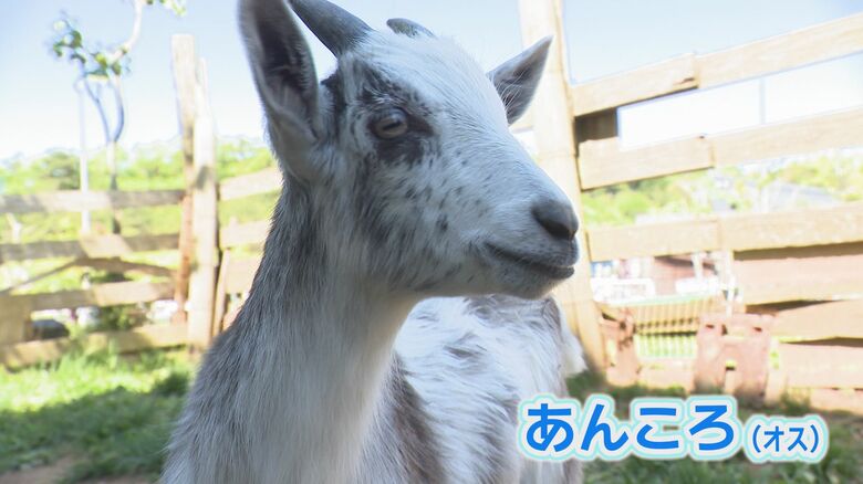 おすの「あんころ」