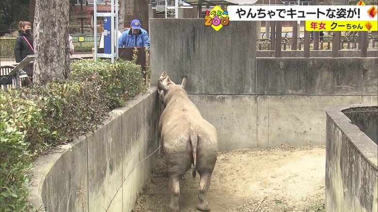 やんちゃなクーだがキュートな姿も見せる