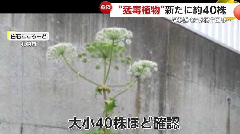 現場で大小40株ほど確認されている猛毒を持つとみられる植物