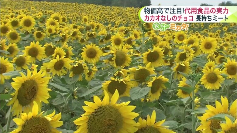 環境への負荷の少ないひまわりが代用品として注目集める