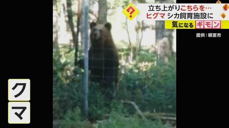 クマがフェンスに前足をかけて立ち上がっている
