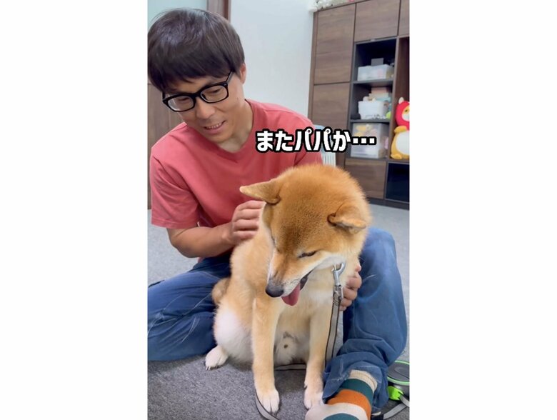 ケンカしても仲良し（提供：柴犬ぽてとさん）