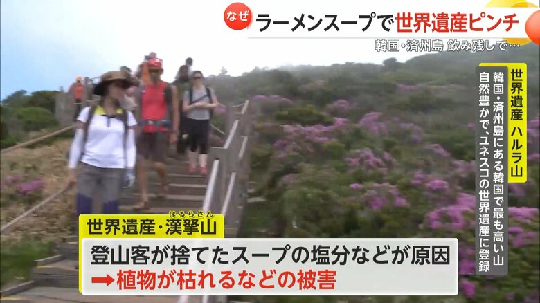 登山客が捨てたラーメンスープの塩分などで植物が枯れる被害が出ているという。