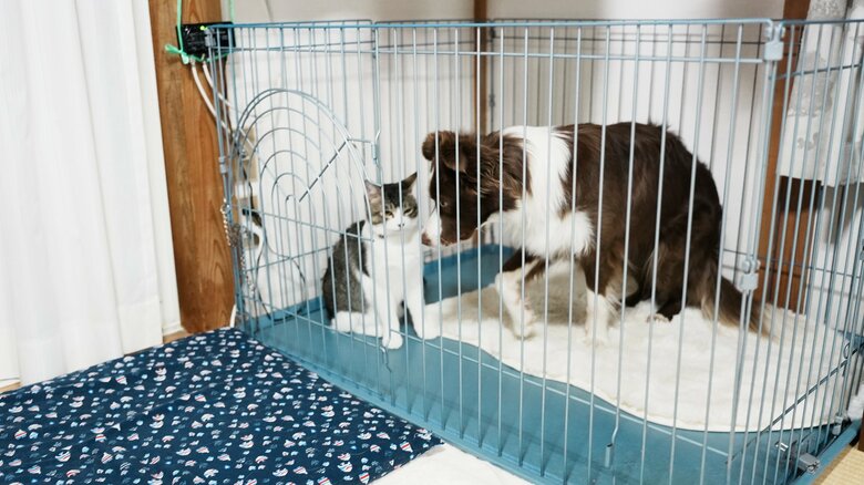 提供：ゆに＆メッシさん