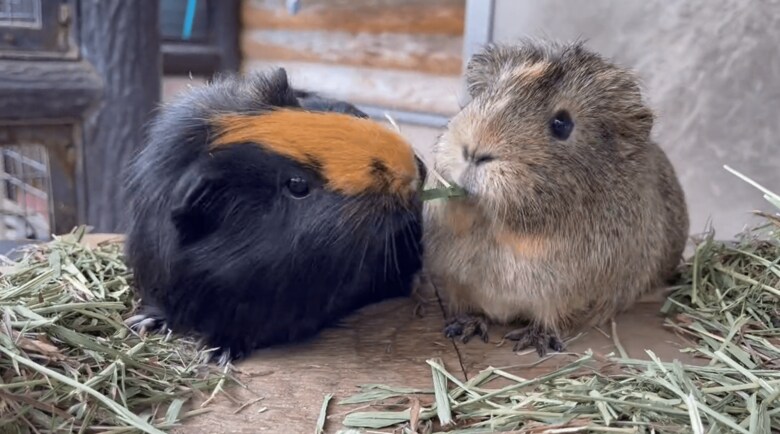 きのこちゃん（左）ともくちゃんの戦い