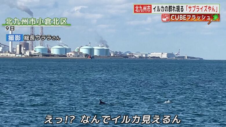北九州市の海に現れた3頭のイルカ