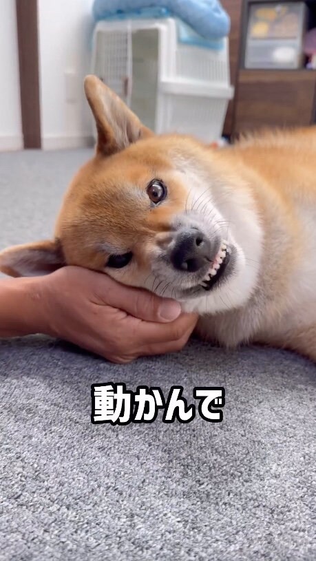 提供：柴犬ぽてとさん