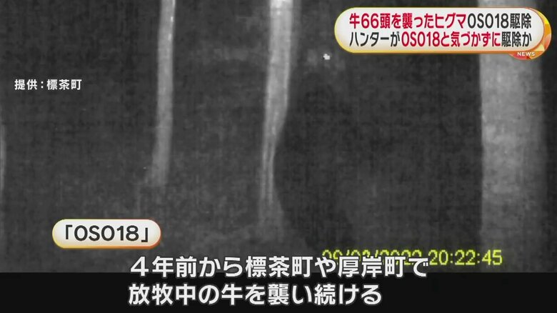4年前から牛66頭を襲い続ける