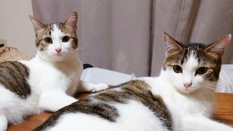 モルガナくん(左)とジェンナちゃん（提供：Iha Aさん）