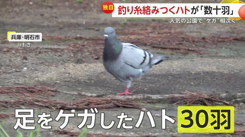 足などをけがしたハトが約30羽も見つかっているという