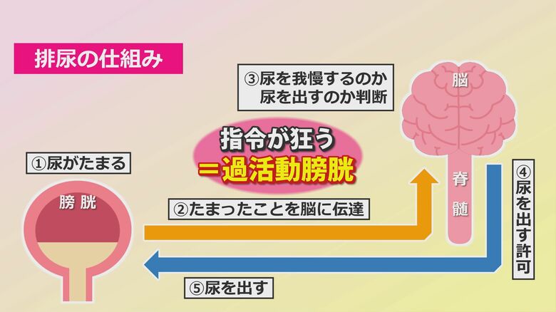 排尿の仕組み