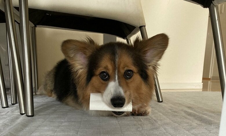 食台の下で目が合い「ヤベッ」といった表情