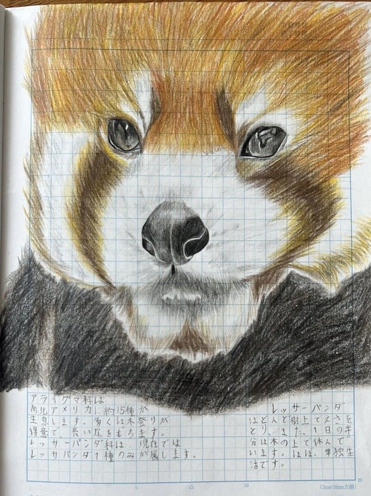 レッサーパンダ（前回の取材時以降の作品）