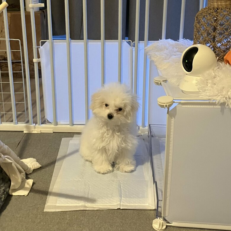 提供：白く、柔らかな犬さん