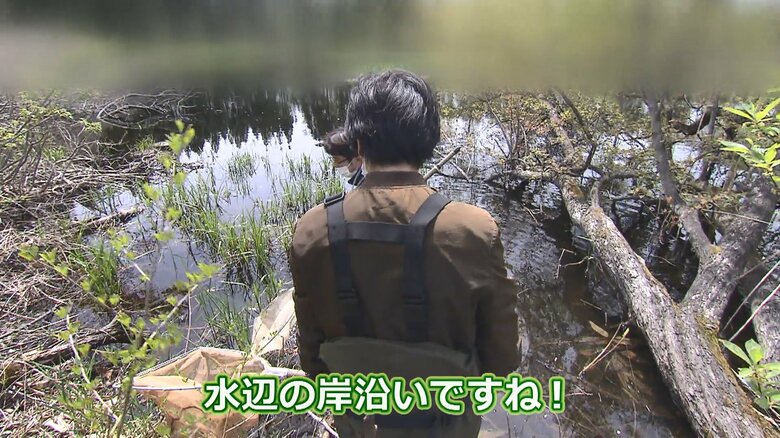 水草の陰に潜んでいるというゲンゴロウ