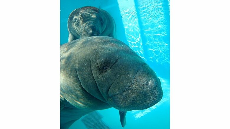 手前：ユマ　奥：琉（提供：国営沖縄記念公園（海洋博公園）・沖縄美ら海水族館）