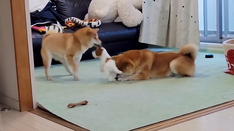 ポン！とこむぎくんに当たる