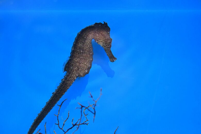 オオウミウマ（提供：サンシャイン水族館）