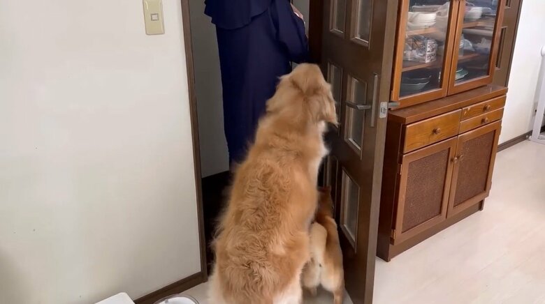 提供：豆柴うに&ゴールデンレトリバーおからさん