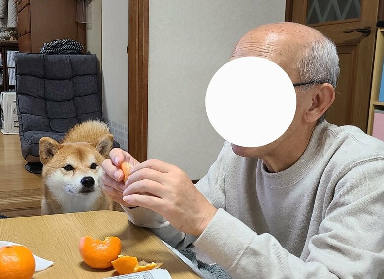 「おいしそうですね」とお父さんの食べている様子を見つめている麦くん