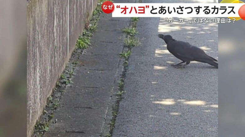 「オハヨ！」と元気にあいさつをするカラス（9月17日、新潟・新潟市）