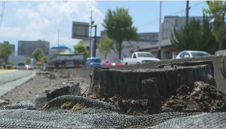 現在は切り株だけ　ビッグモーター松本店前