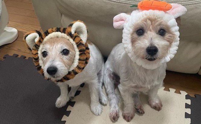 左：ミントちゃん　右：サフランちゃん