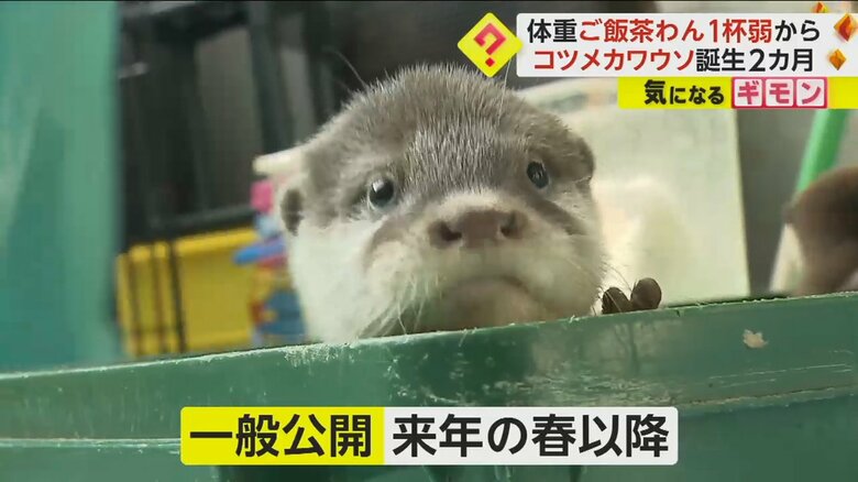 コツメカワウソの4つ子の赤ちゃんは、来年の春以降一般公開の予定だ