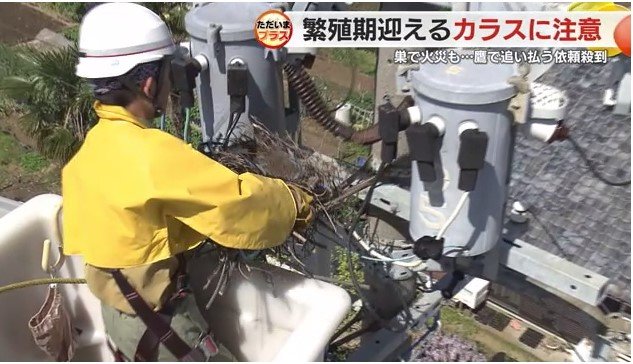 巣を撤去する作業員