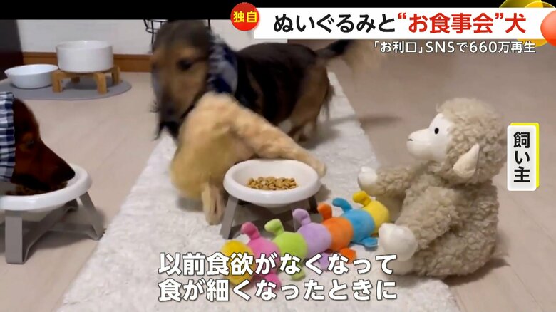 ぬいぐるみのお友達を連れてお食事会