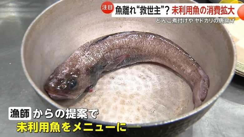 注目が集まっている日本で年間約100万tが廃棄される未利用魚
