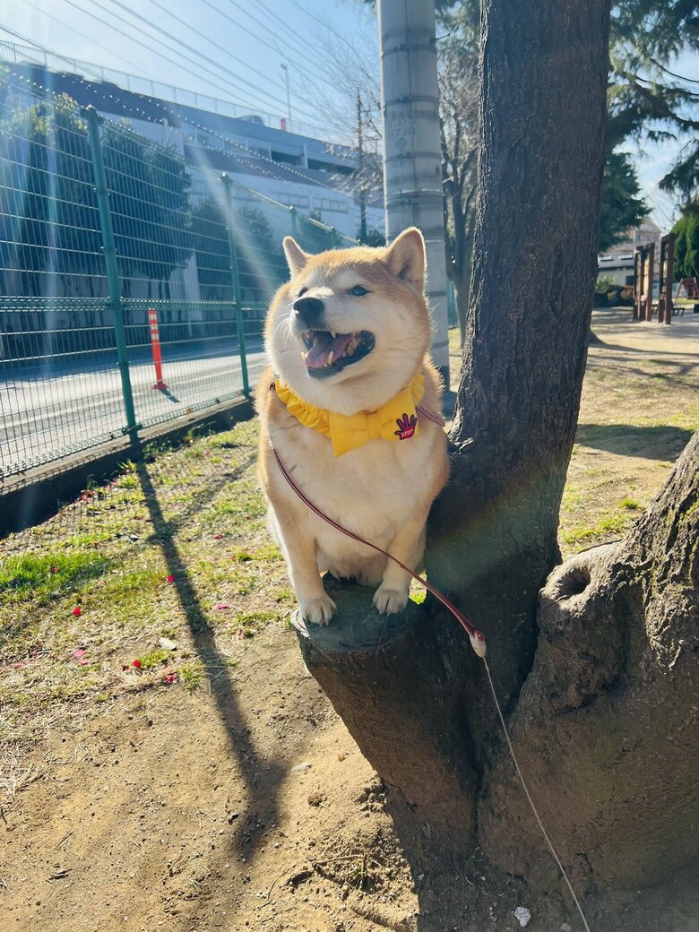 画像提供：柴犬ハナさん