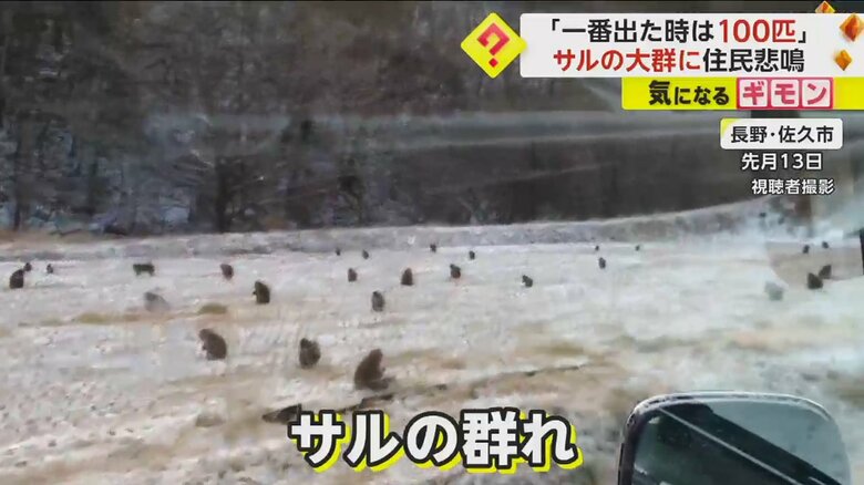 雪の積もった水田に現れた多数のサル