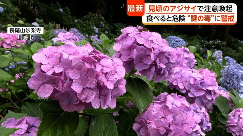  “あじさい寺”とも親しまれている長尾山妙楽寺（神奈川・川崎市）