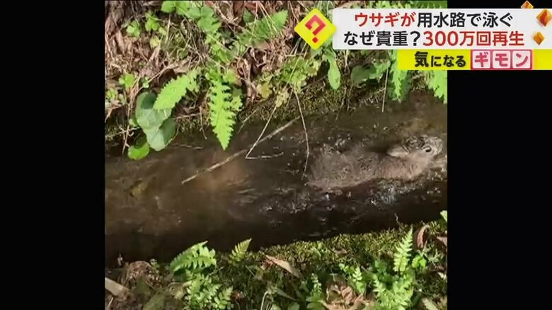 用水路で足を使って泳ぐ野ウサギ（ヒロさん撮影）