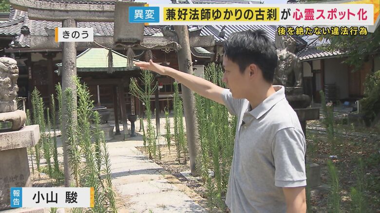 草の背丈が記者と同じぐらい